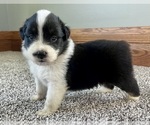 Small #2 Australian Shepherd