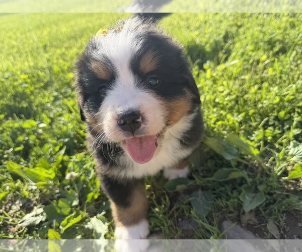 Medium Photo #24 Bernese Mountain Dog Puppy For Sale in ATHENS, WI, USA