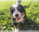 Small #23 Bernese Mountain Dog