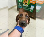 Small #1 Coonhound Mix