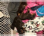 Small Photo #5 Doberman Pinscher Puppy For Sale in MOUNT STERLING, OH, USA