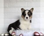 Small Photo #1 Pembroke Welsh Corgi Puppy For Sale in PARADISE, PA, USA