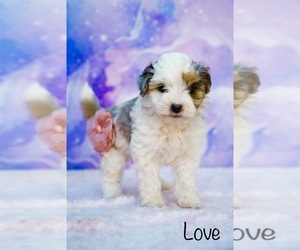 Miniature Australian Shepherd-Poodle (Toy) Mix Puppy for sale in LACEY, WA, USA