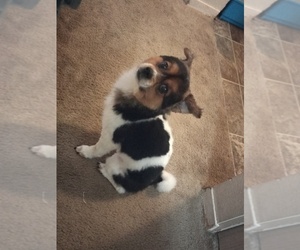 Cardigan Welsh Corgi-Pomeranian Mix Puppy for sale in SALEM, OR, USA