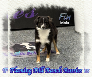 Miniature Australian Shepherd Puppy for sale in FORESTBURG, TX, USA