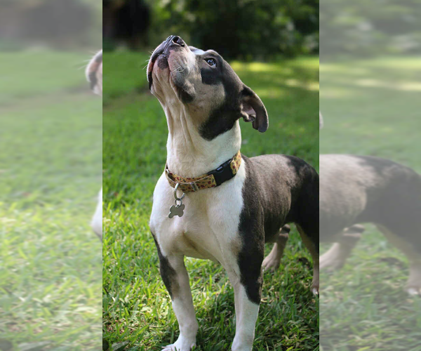 Medium Photo #3 American Bulldog-Unknown Mix Puppy For Sale in Decatur, GA, USA