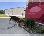Small #7 Beagle