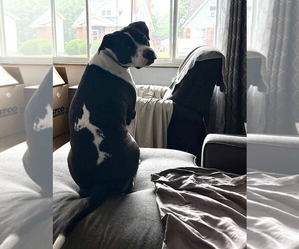 Medium Photo #2 American Pit Bull Terrier-Unknown Mix Puppy For Sale in Germantown, OH, USA