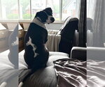 Small #1 American Pit Bull Terrier Mix