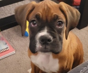 Boxer Puppy for sale in TOLEDO, OH, USA