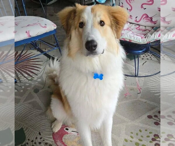 Medium Photo #3 Collie-Unknown Mix Puppy For Sale in Dublin, OH, USA