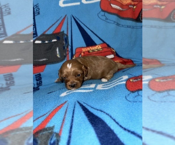 Medium Photo #2 Cavapoo (Miniature) Puppy For Sale in MUNFORDVILLE, KY, USA