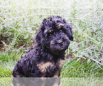 Image preview for Ad Listing. Nickname: Maple