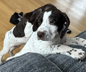 German Shorthaired Pointer Puppy for sale in SYRACUSE, NY, USA