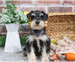 Small #10 Schnauzer (Miniature)