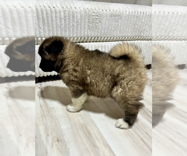 Medium Photo #44 Akita Puppy For Sale in BUTLER, PA, USA