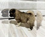 Small Photo #44 Akita Puppy For Sale in BUTLER, PA, USA