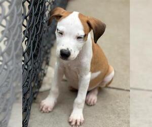 American Pit Bull Terrier-Unknown Mix Dogs for adoption in Tulsa, OK, USA