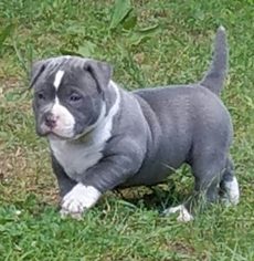 American Bully Puppy for sale in SPOTSYLVANIA, VA, USA