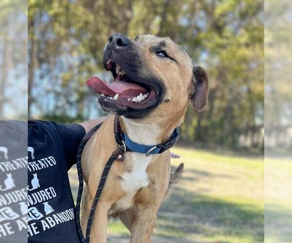 Medium Photo #7 Boxerhoula Puppy For Sale in Rockwall, TX, USA