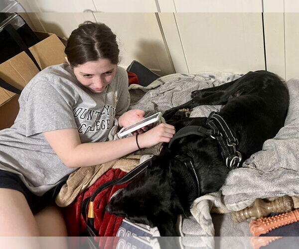 Medium Photo #42 Boxer-Unknown Mix Puppy For Sale in Mount Laurel, NJ, USA