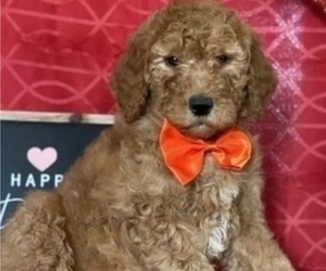Goldendoodle Puppy for sale in LANCASTER, PA, USA