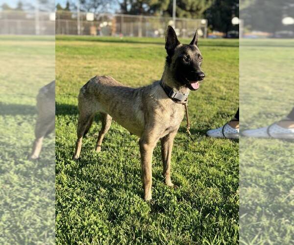 Medium Photo #2 Mutt Puppy For Sale in Imlay City, MI, USA