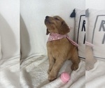 Small #2 Golden Retriever