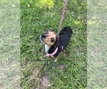 Small #3 Chihuahua Mix