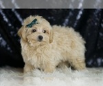 Small Photo #43 Maltipoo (Miniature) Puppy For Sale in WARSAW, IN, USA