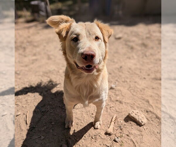 Medium Photo #6 Golden Retriever-Unknown Mix Puppy For Sale in Vail, AZ, USA
