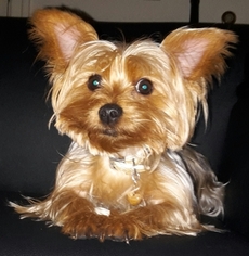 Yorkshire Terrier Puppy for sale in BALTIMORE, MD, USA