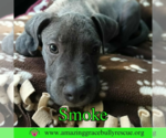 Small #2 American Bulldog Mix