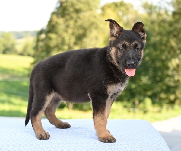 Medium Photo #3 German Shepherd Dog Puppy For Sale in MILLERSBURG, OH, USA