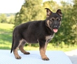 Small #2 German Shepherd Dog