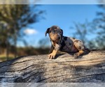 Small #6 Catahoula Leopard Dog