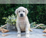 Small #2 English Cream Golden Retriever