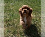 Small #2 Cavalier King Charles Spaniel