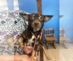 Small #2 Chihuahua Mix