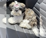 Small Shih Tzu