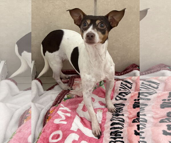 Medium Photo #2 Chihuahua Puppy For Sale in Oakland Park, FL, USA