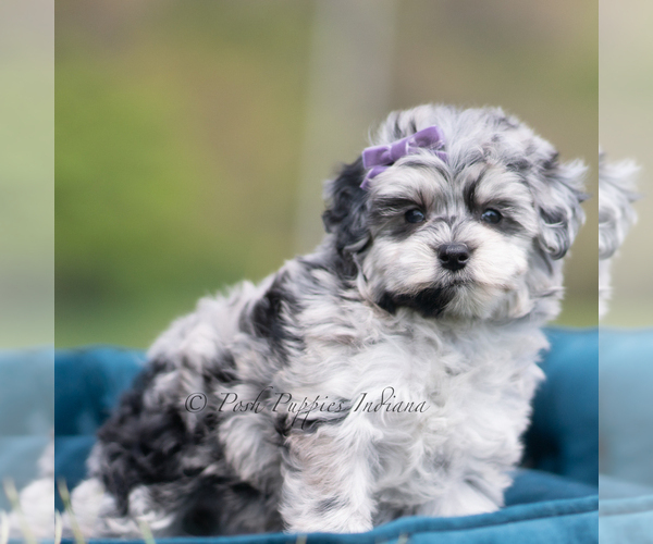 Medium Photo #4 Maltipoo (Miniature) Puppy For Sale in WARSAW, IN, USA