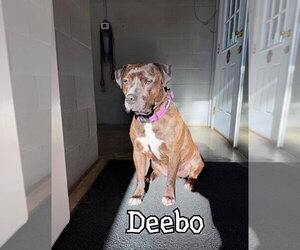 Deebo - Male American Staffordshire Terrier-Mastiff Mix Dog for Adoption - Photo #15
