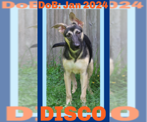 German Shepherd Dog Dogs for adoption in Sebec, ME, USA