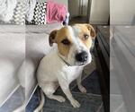 Small #1 American Bulldog