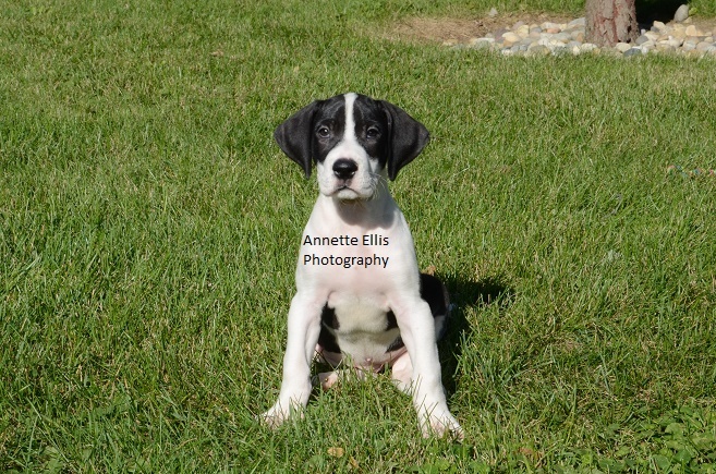 Medium Photo #2 Great Dane Puppy For Sale in MILLERSBURG, IN, USA