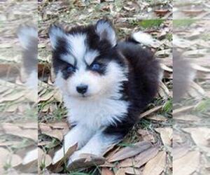 Pomsky Puppy for sale in LIMA, OH, USA