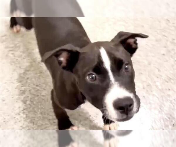 Medium Photo #2 Labrador Retriever-Unknown Mix Puppy For Sale in Houston, TX, USA