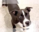 Small #1 Labrador Retriever Mix