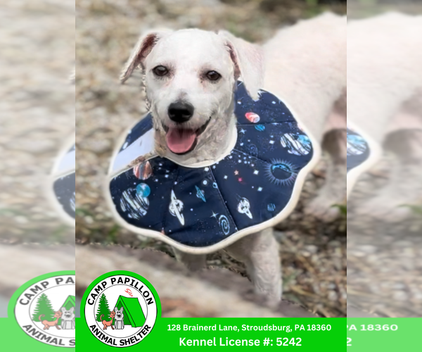 Medium Photo #1 Bichon Frise Puppy For Sale in Stroudsburg, PA, USA